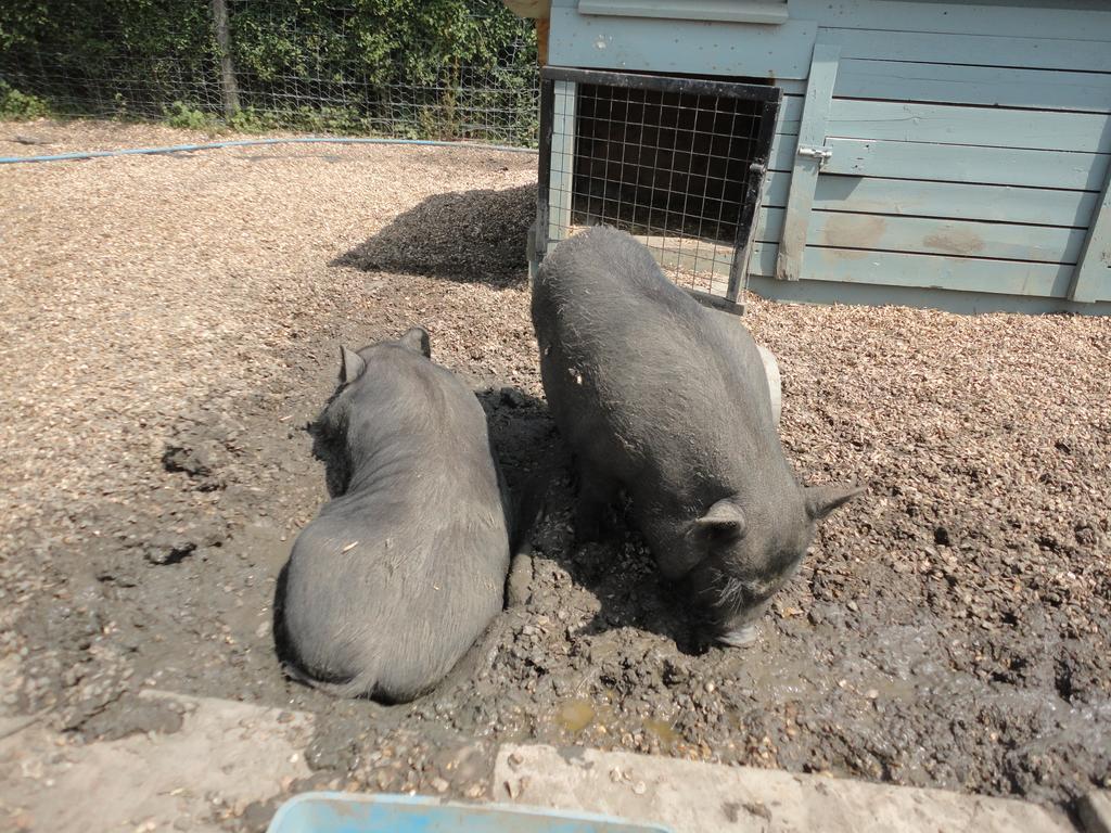 Willow Court Farm Studio South & Petting Farm, 8 Mins From Legoland & Windsor, 15 Mins From Lapland Uk Ngoại thất bức ảnh
