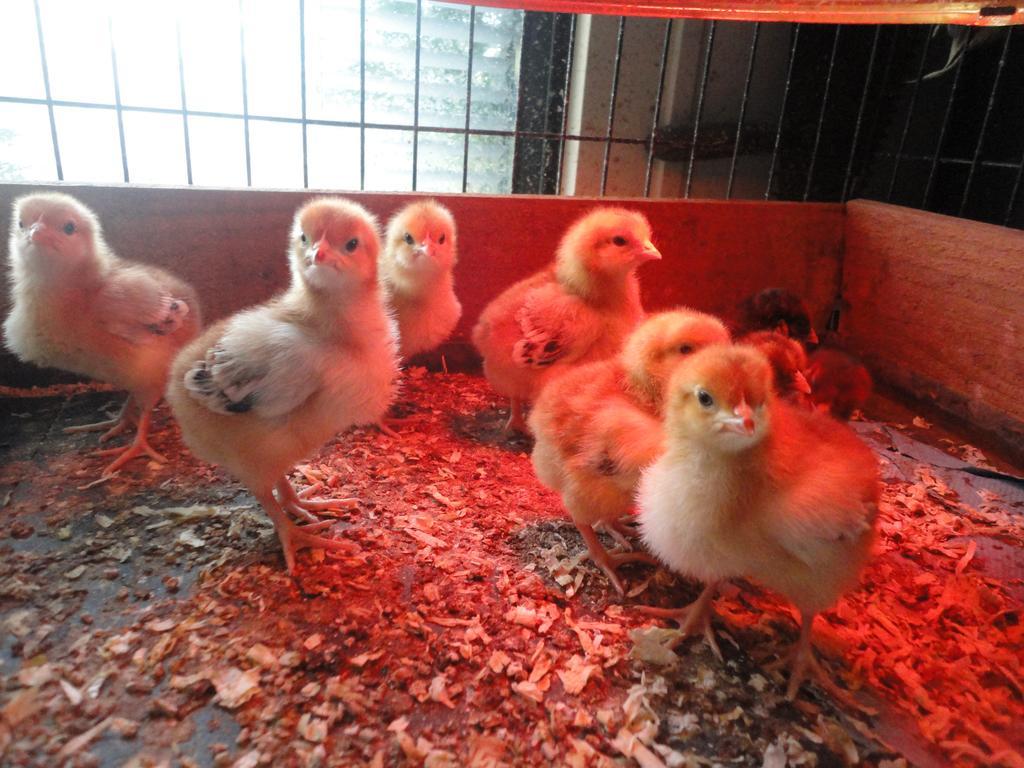 Willow Court Farm Studio South & Petting Farm, 8 Mins From Legoland & Windsor, 15 Mins From Lapland Uk Ngoại thất bức ảnh