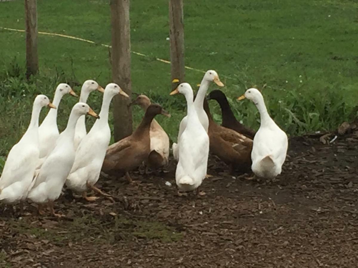 Willow Court Farm Studio South & Petting Farm, 8 Mins From Legoland & Windsor, 15 Mins From Lapland Uk Ngoại thất bức ảnh