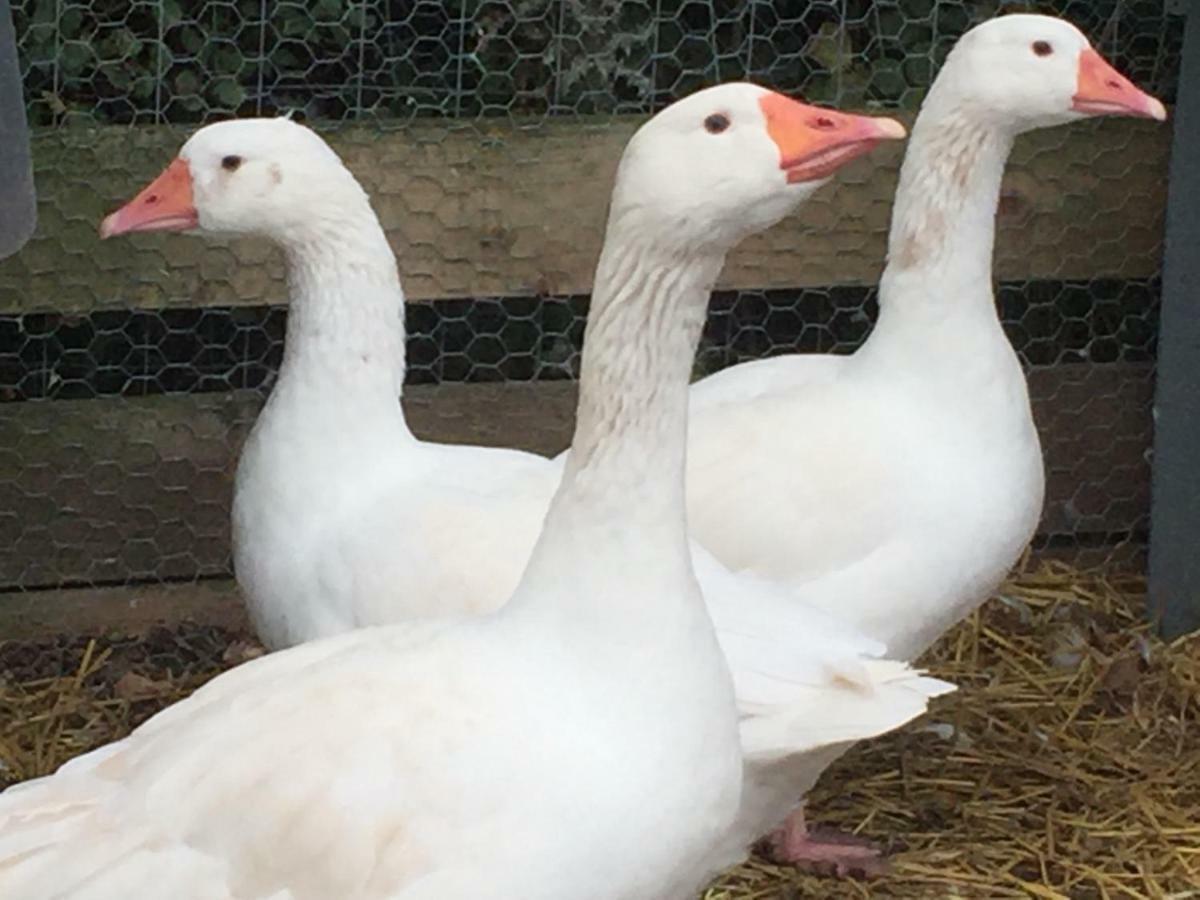 Willow Court Farm Studio South & Petting Farm, 8 Mins From Legoland & Windsor, 15 Mins From Lapland Uk Ngoại thất bức ảnh