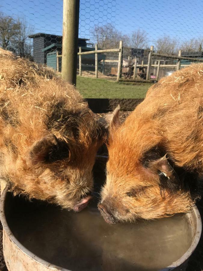 Willow Court Farm Studio South & Petting Farm, 8 Mins From Legoland & Windsor, 15 Mins From Lapland Uk Ngoại thất bức ảnh