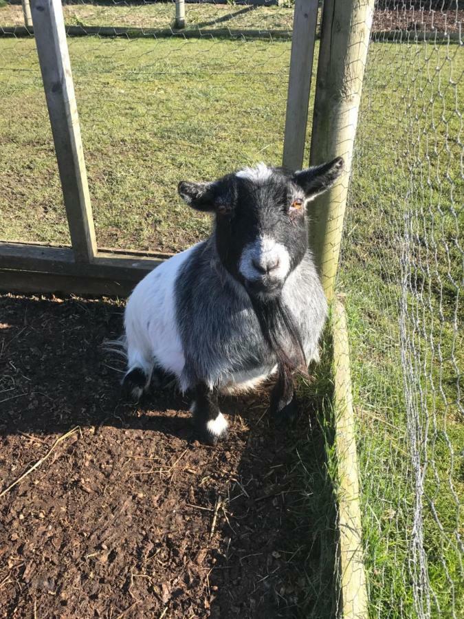 Willow Court Farm Studio South & Petting Farm, 8 Mins From Legoland & Windsor, 15 Mins From Lapland Uk Ngoại thất bức ảnh