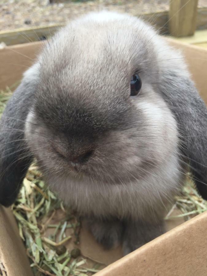 Willow Court Farm Studio South & Petting Farm, 8 Mins From Legoland & Windsor, 15 Mins From Lapland Uk Ngoại thất bức ảnh