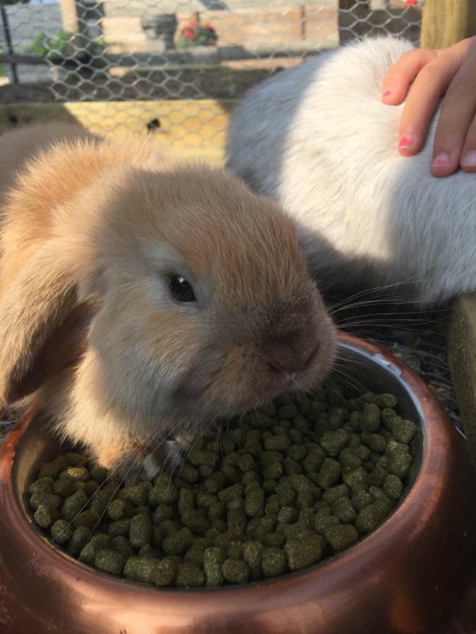 Willow Court Farm Studio South & Petting Farm, 8 Mins From Legoland & Windsor, 15 Mins From Lapland Uk Ngoại thất bức ảnh