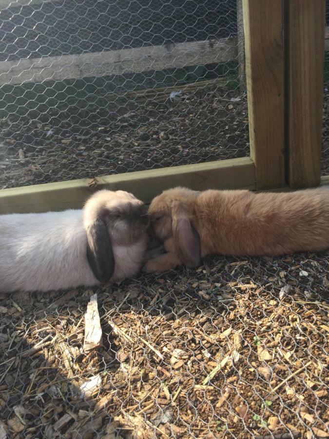 Willow Court Farm Studio South & Petting Farm, 8 Mins From Legoland & Windsor, 15 Mins From Lapland Uk Ngoại thất bức ảnh