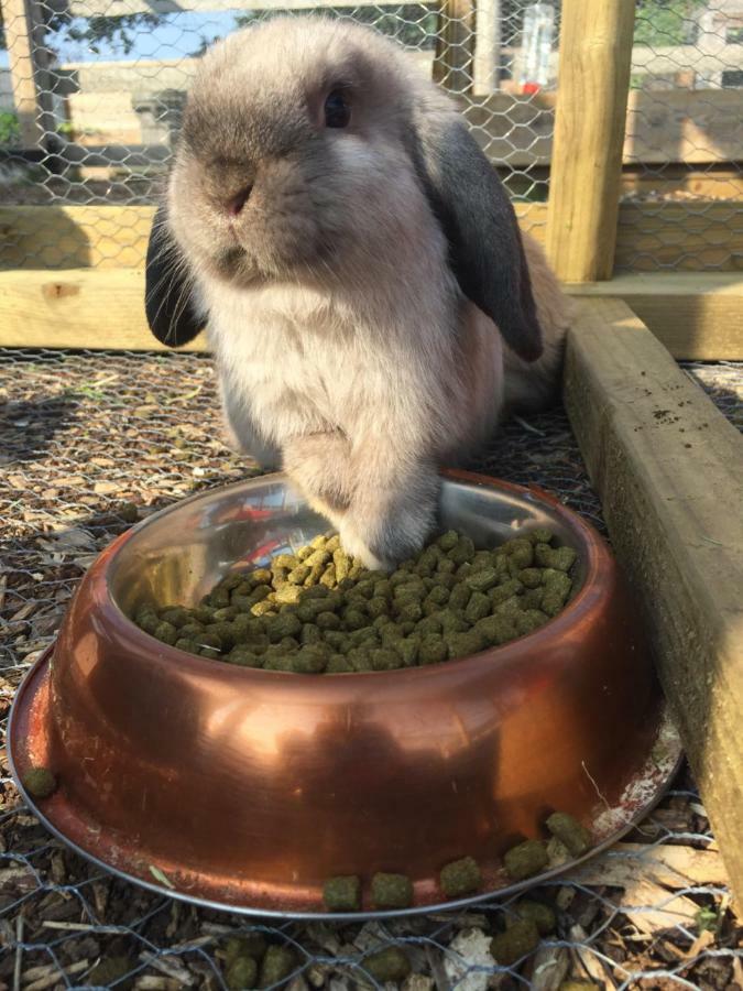 Willow Court Farm Studio South & Petting Farm, 8 Mins From Legoland & Windsor, 15 Mins From Lapland Uk Ngoại thất bức ảnh